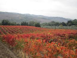 Frascati è vino e paese