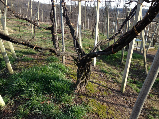 Tre donne, un vino e un vulcano: il Boca delle Cantine del Castello