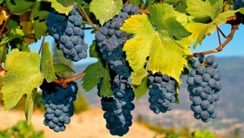 Yarden Pinot Noir 2009 : un vino buono