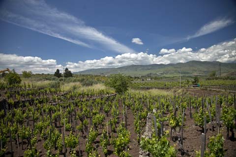 Guida ai Vini dell’Etna: Cronache di Gusto ci guida lungo un vulcano di emozioni