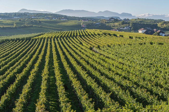 Spatium Pinot Blanc: l’Alto Adige racconta i Pinot blanc d’Europa