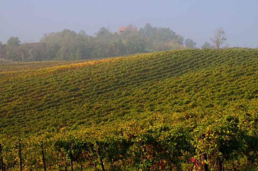 Il Pinot nero e l’Oltrepò Pavese: Parte seconda – il territorio