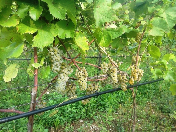 Nuovi vitigni per il Vecchio Continente: le varietà ibride di quarta generazione