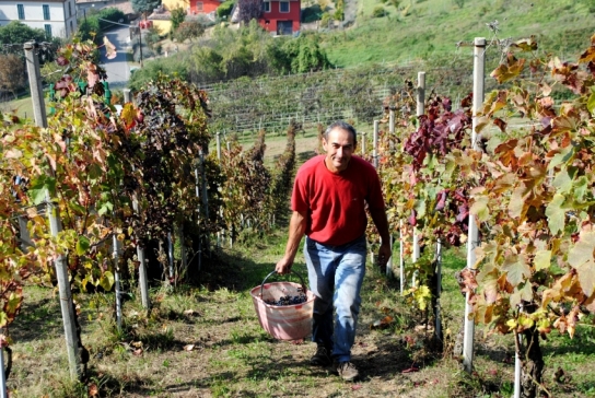 Parte quarta – il Pinot nero raccontato da Valter Calvi