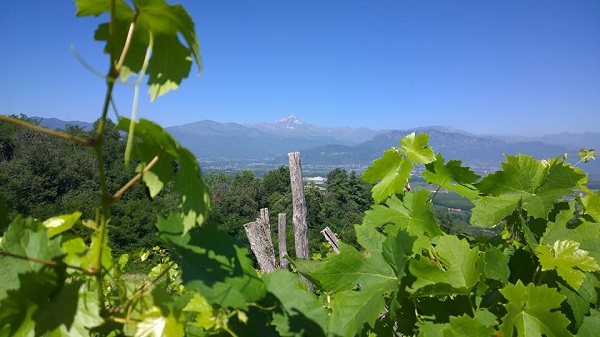 I profumi della storia: i vitigni reliquia del Piemonte