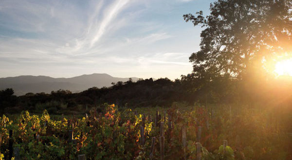 Palmento Costanzo, l’Etna e le antiche vigne: è nato Contrada Santo Spirito Etna Doc Rosso