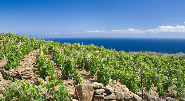 Consorzio Tutela Vini della Maremma Toscana: Protagonista A “PrimAnteprima”