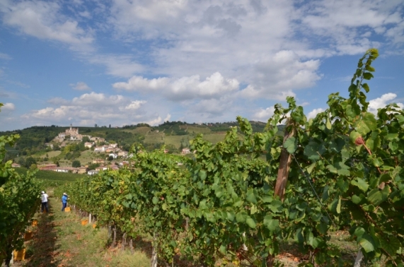 Vigneti per la produzione del Monsupello - Blanc de Noirs