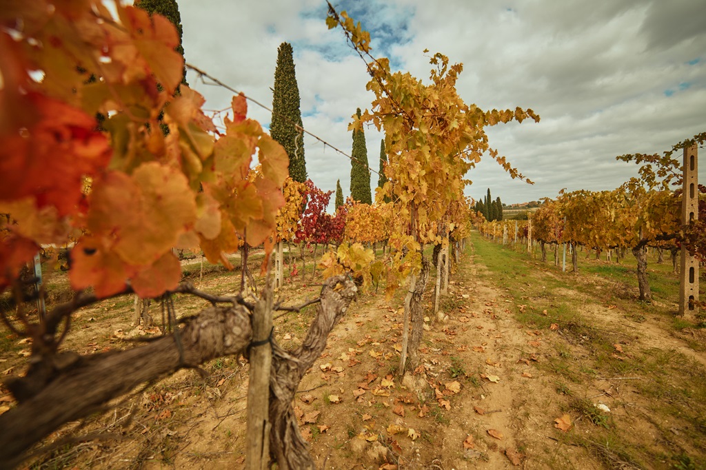 Le verticali di World Wine Passion: il Frasi – Orcia DOC Sangiovese Riserva di Marco Capitoni