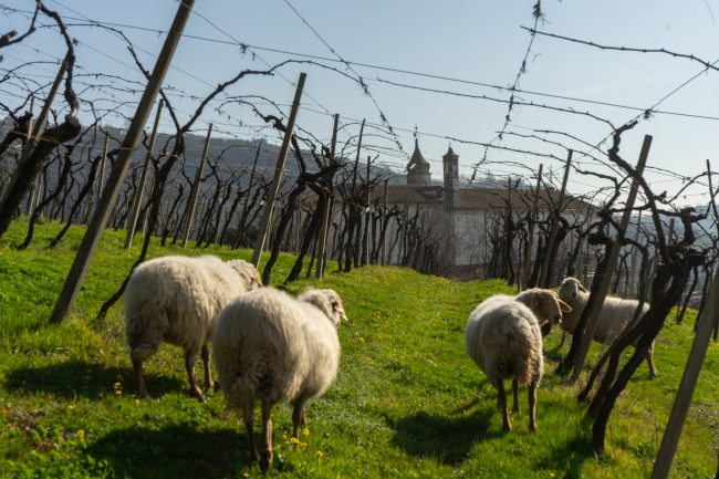 Stefano Menti Gambellara garganega