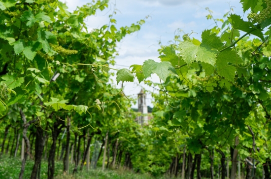 Stefano Menti Gambellara garganega