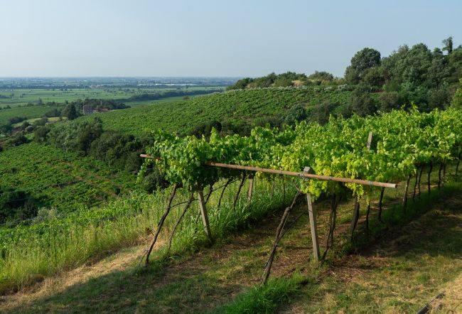 Stefano Menti Gambellara