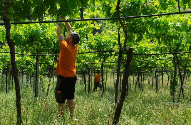 Stefano Menti Gambellara garganega