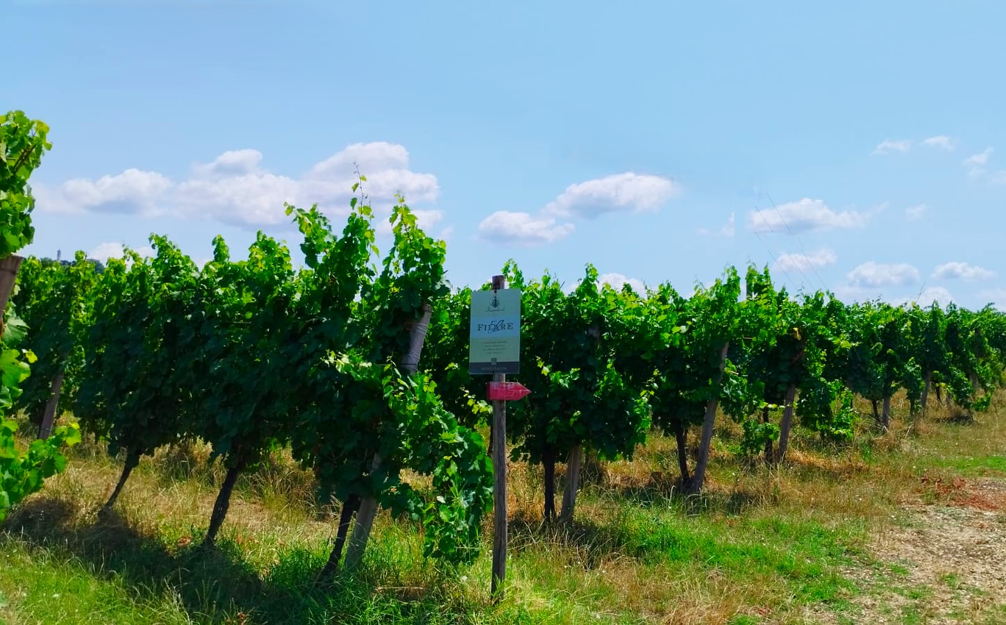 Riesling Filare 52: verticale d’eccellenza di Manuelina in Oltrepò