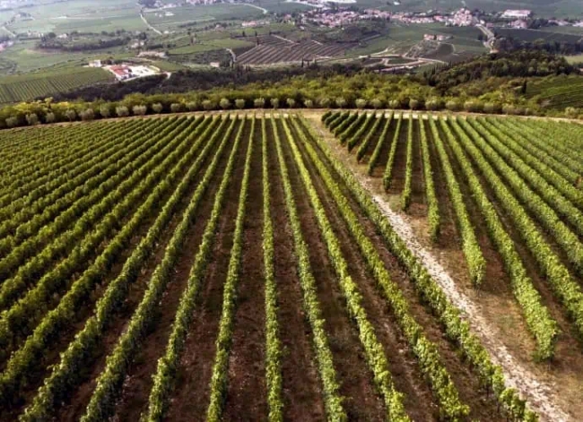 Il Vigneto La Fabriseria di Tedeschi Wines