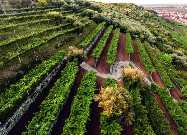 Il vigneto Monte Olmi di Tedeschi Wines