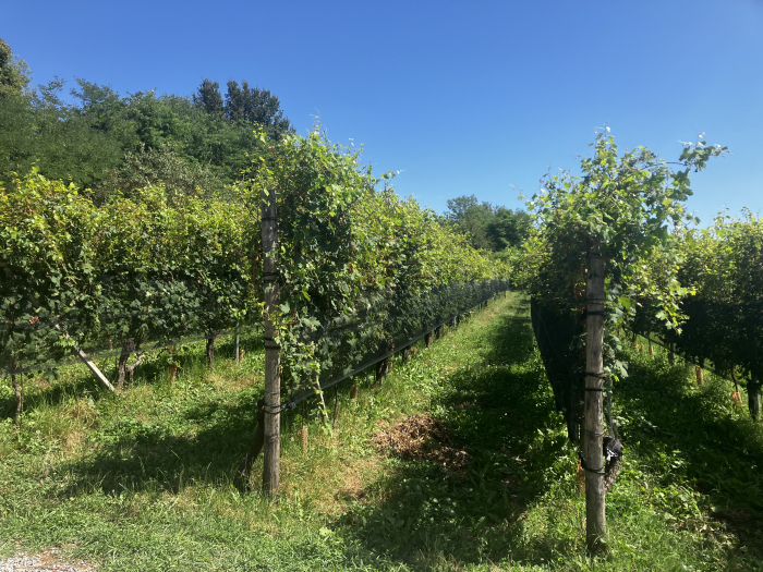 alcuni vigneti di Colombera & Garella adiacenti a Cascina Cascina Cottignano a Masserano (BI)