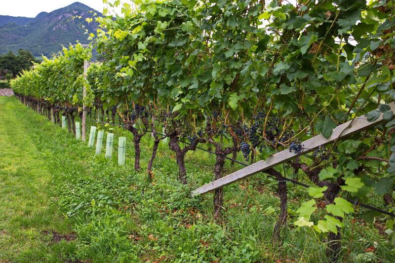 Filari di vigneti con sistema di allevamento a spalliera nelle colline dell'Alto Adige, con montagne sullo sfondo presso Muri Gries