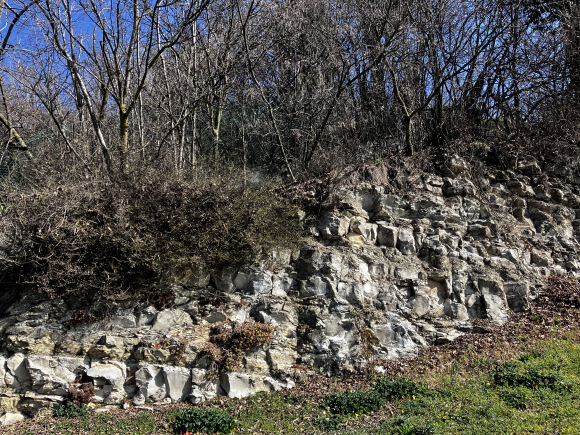 Affioramento roccioso calcareo stratificato - tipo di suolo ricco di carbonato di calcio che contribuisce alla freschezza e alla mineralità nel vino