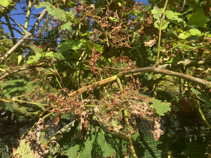 Foglie di vite totalmente mangiate da Popillia japonica