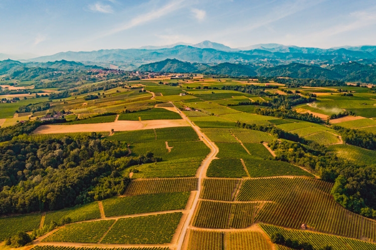 Paesaggio collinare del Gavi, con i vigneti che si estendono a perdita d'occhio, cuore della produzione dei Produttori del Gavi.