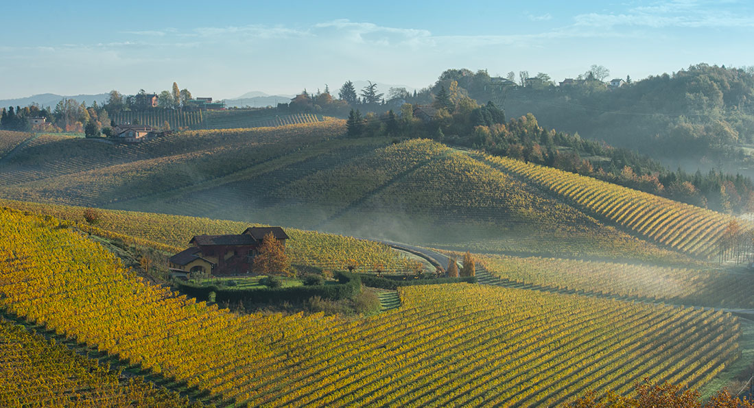 Produttori del Gavi: la qualità e le sfide future