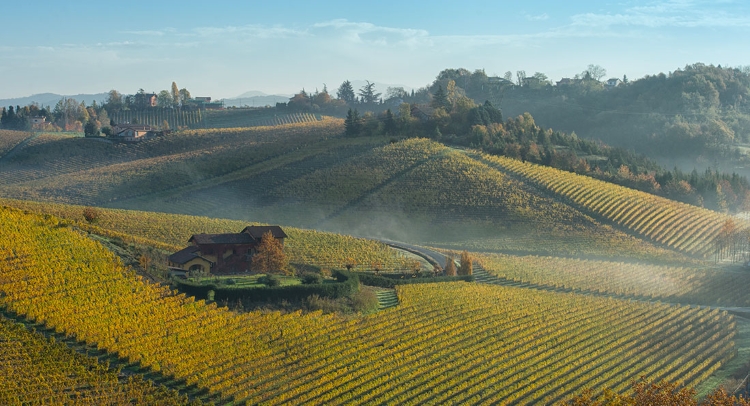 Un altro scorcio del magnifico paesaggio vitivinicolo dove nascono i vini dei Produttori del Gavi.