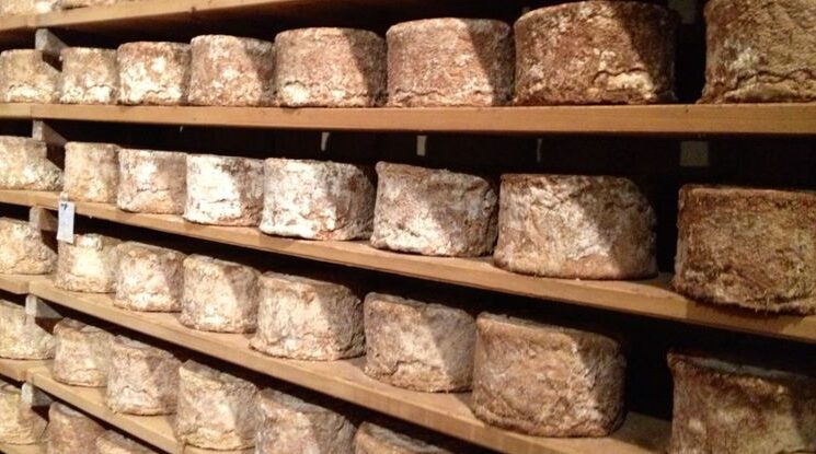 Forme di Castelmagno DOP in maturazione in grotta