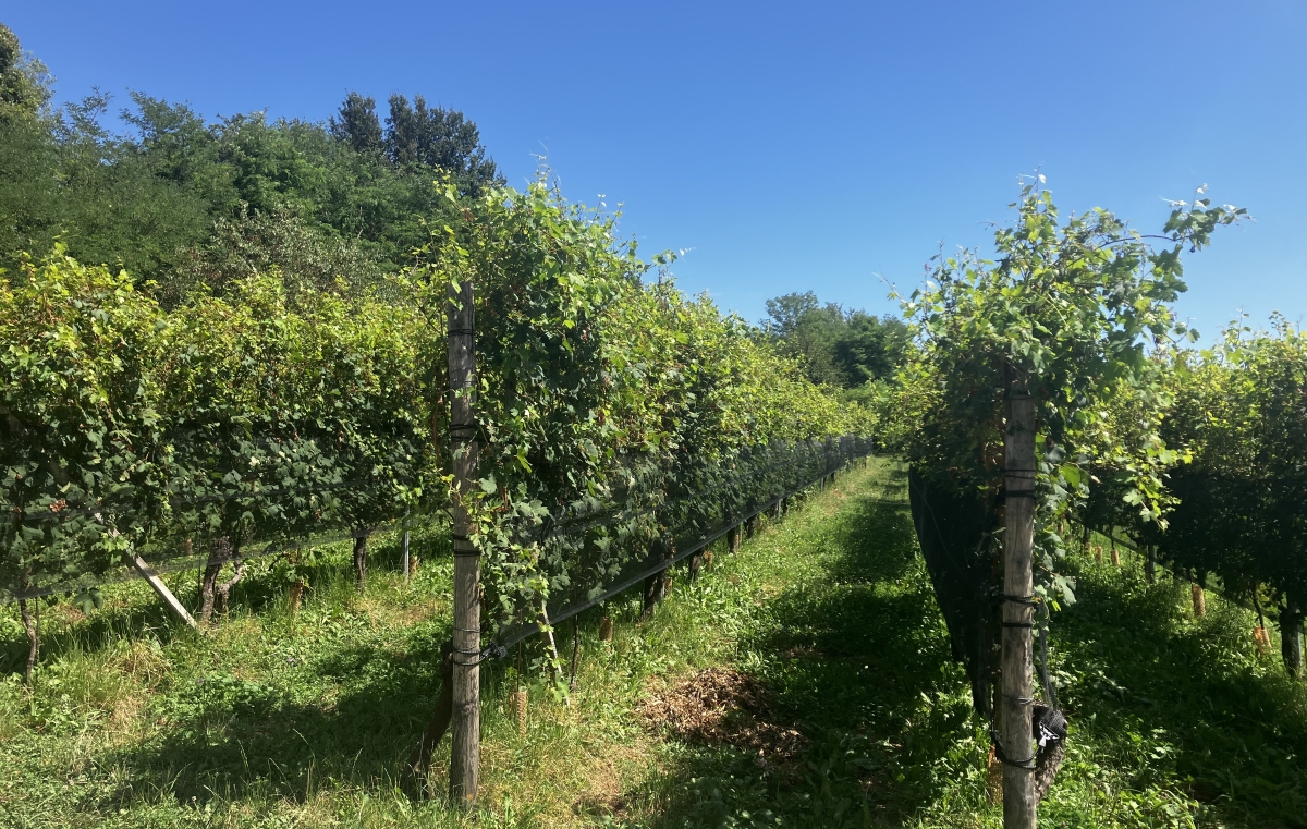 Colombera & Garella: tradizione e innovazione nel nord Piemonte