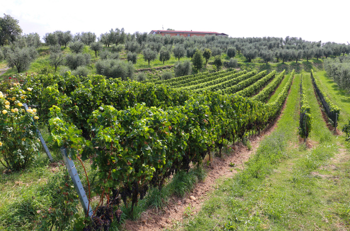 Sergio Delai: scorcio sui vigneti aziendali