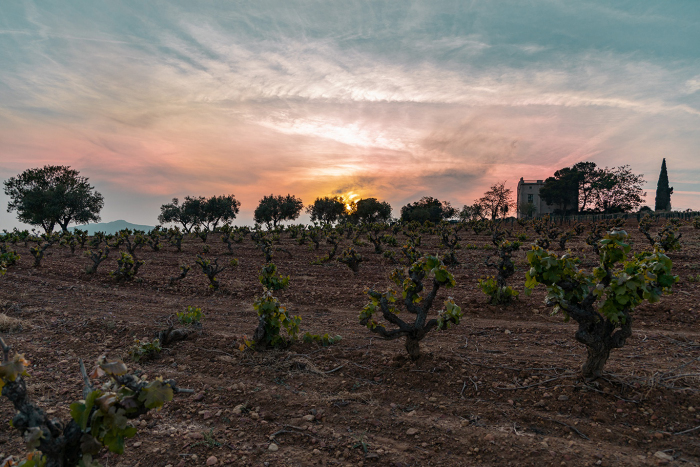 Alcuni vigneti ad alberello a Can Sumoi