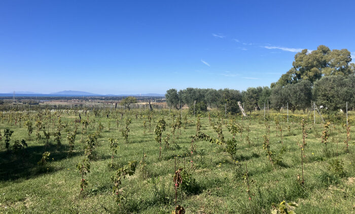I nuovi vigneti di Muscari Tomajoli