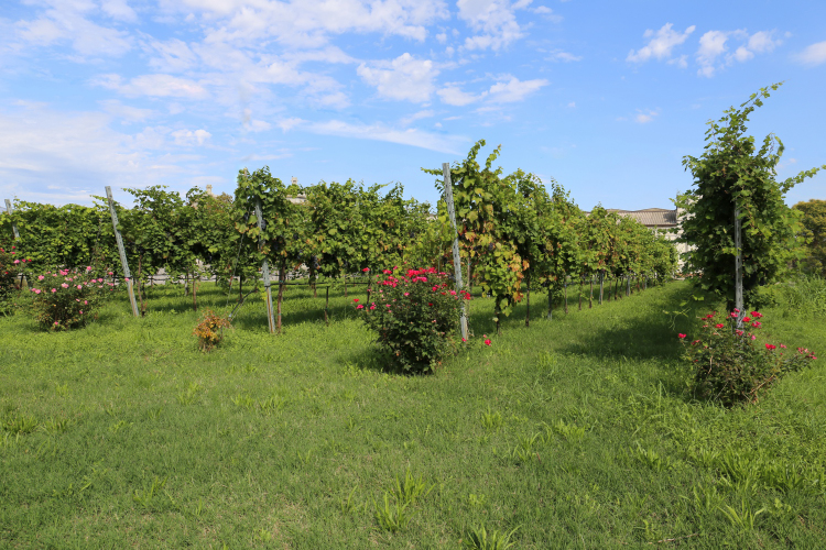 Una delle vigne della Cantina Sociale di Quistello