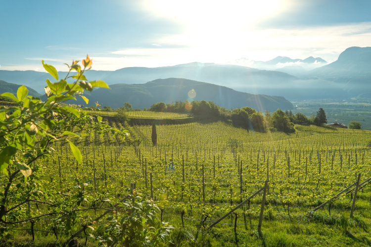 Vigneti di Cantina Tramin