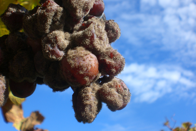 Grappolo di gewürztraminer attaccato dalla muffa nobile: sarà utilizzato per la produzione del Terminum di Cantina Tramin