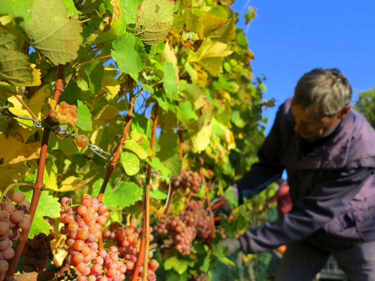 Filari di gewürztraminer di Cantina Tramin