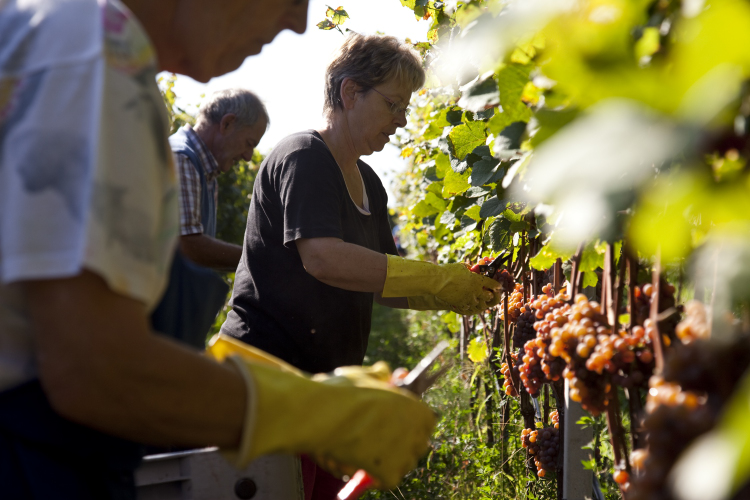 La vendemmia nei vigneti di Cantina Tramin