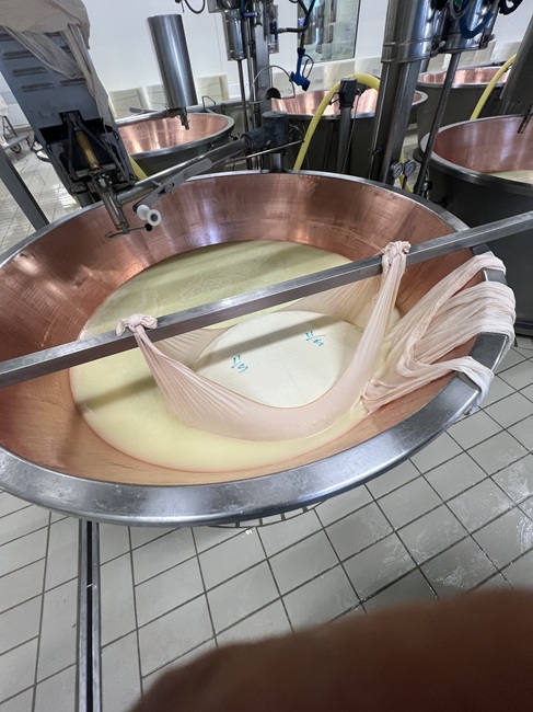 La cagliata di Parmigiano Reggiano DOP pronta per essere divisa in due metà identiche