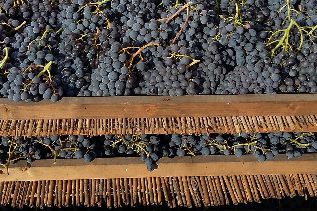 Rubinelli Vajol: grappoli in appassimento sulle arèle