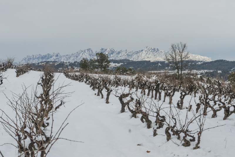 Le vigne di Pepe Raventós con la neve