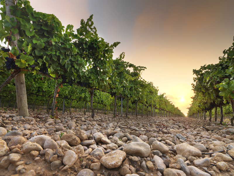 I suoli ciottolosi nelle vigne di Pepe Raventós
