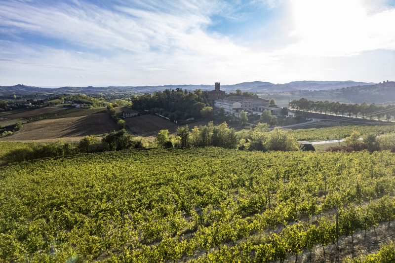 Castello di Uviglie: alcuni vigneti