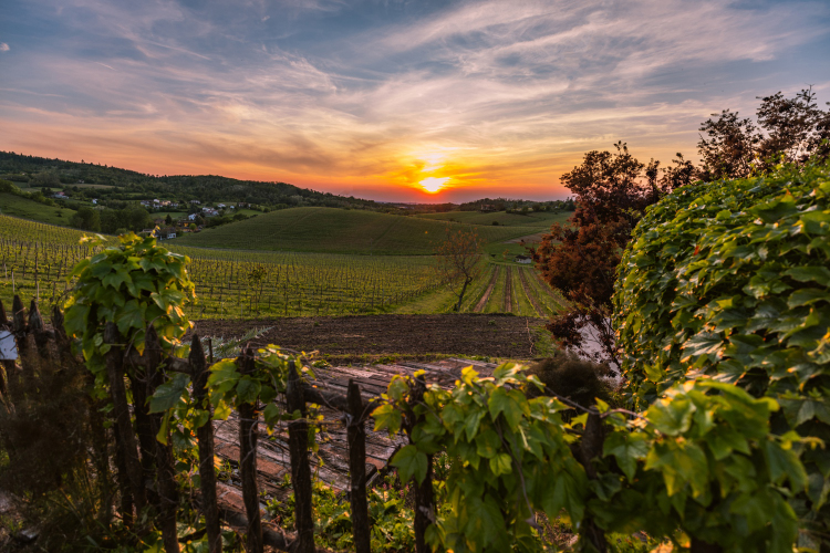 Paesaggio dei vigneti del Gavi DOCG Metodo Classico e non