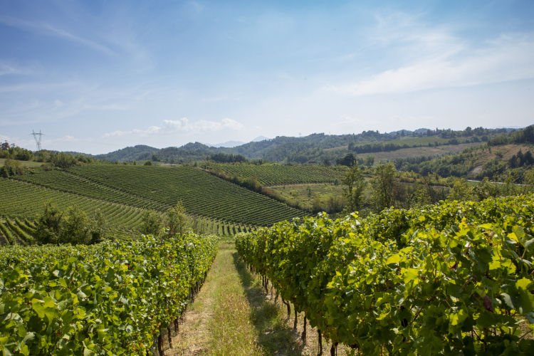 I vigneti del Gavi DOCG Spumante Metodo Classico