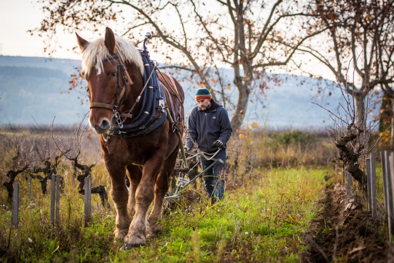 Aratura con il cavallo presso Raventós i Blanc