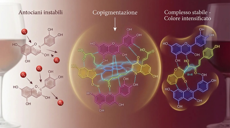 Il colore del vino: la copigmentazione