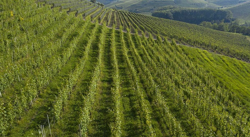 Comm. G.B. Burlotto: la vigna a Castelletto