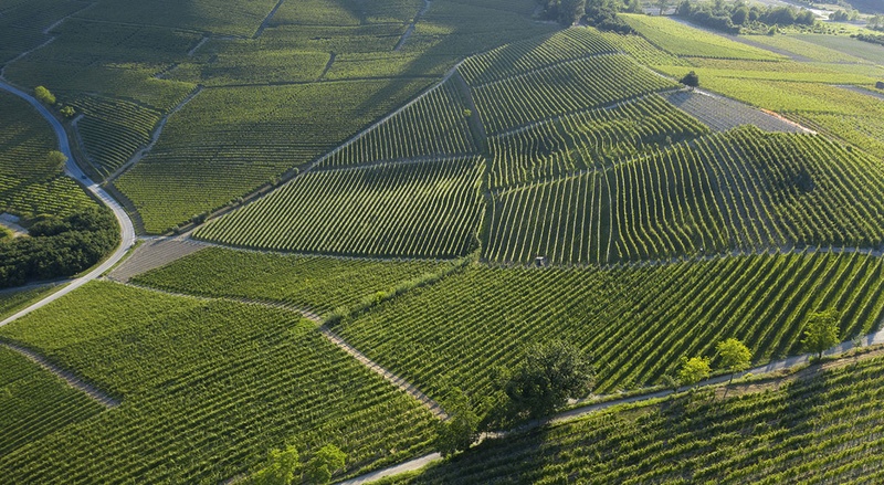 Comm. G.B. Burlotto: la vigna di Monvigliero