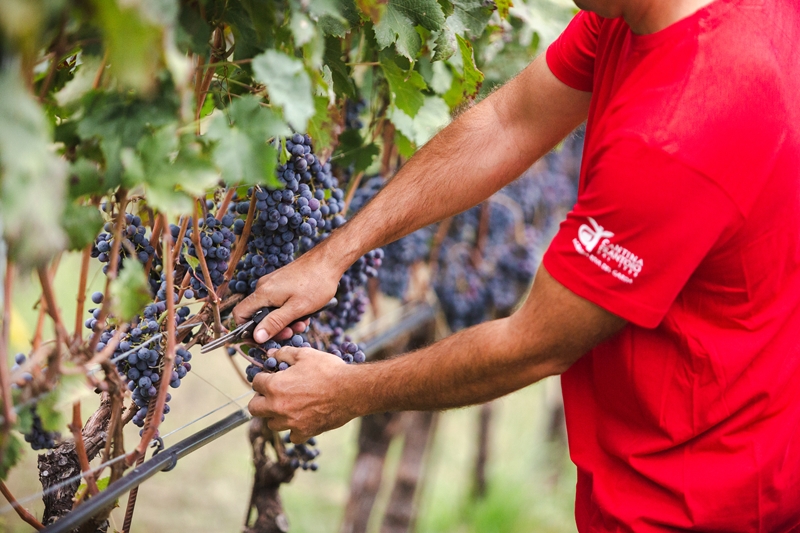 Agraria Riva del Garda: la vendemmia