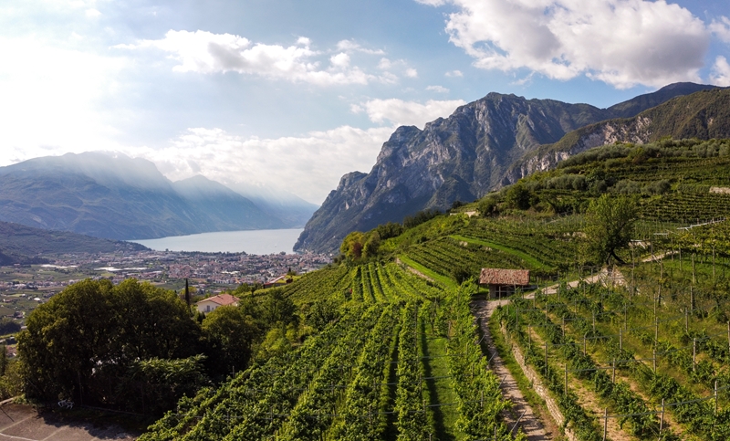 Agraria Riva del Garda: alcuni vigneti